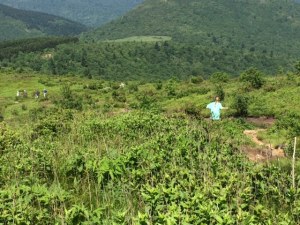 Hiking through the Blue Ridge Parkway at the Black Balsam Area of the Pisgah National Forest in North Carolina where treeless stretches at 5000-6000 elevation allow for miles of paramic views of the Blue Ridge Mountains.  